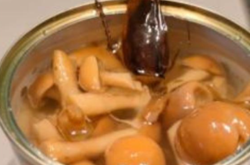 Mola, una blatta nei funghi trifolati acquistati al supermercato