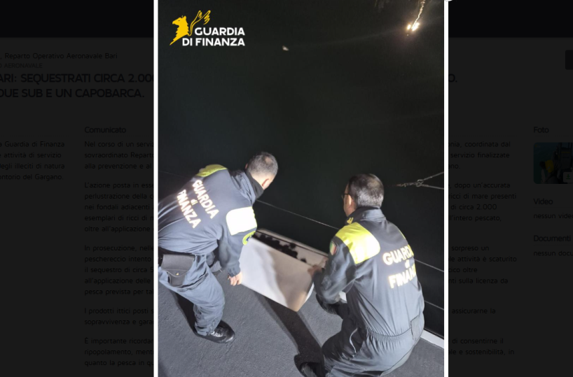 Gdf sequestra 2mila ricci di mare a Mattinata e 5 kg di novellame a Macchia: sanzioni per 4mila e 2mila euro
