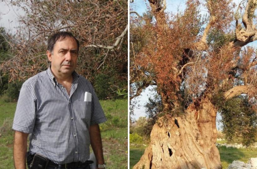 Xylella, l'inchiesta archiviata a Bari: spunta l'ombra di un complotto per incastrare gli scienziati
