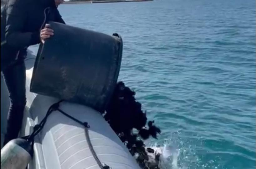 Taranto, sequestrati 30 kg di ricci di mare: erano nascosti in un vicolo