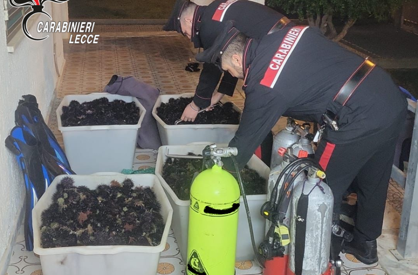 Porto Cesareo, sequestrati e rigettati in mare 4mila ricci di mare