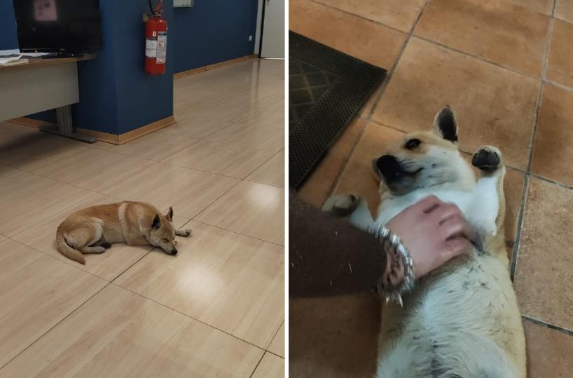 Andria, dal freddo della notte alla nuova casa: cucciolo randagio entra in Questura e viene adottato da un poliziotto