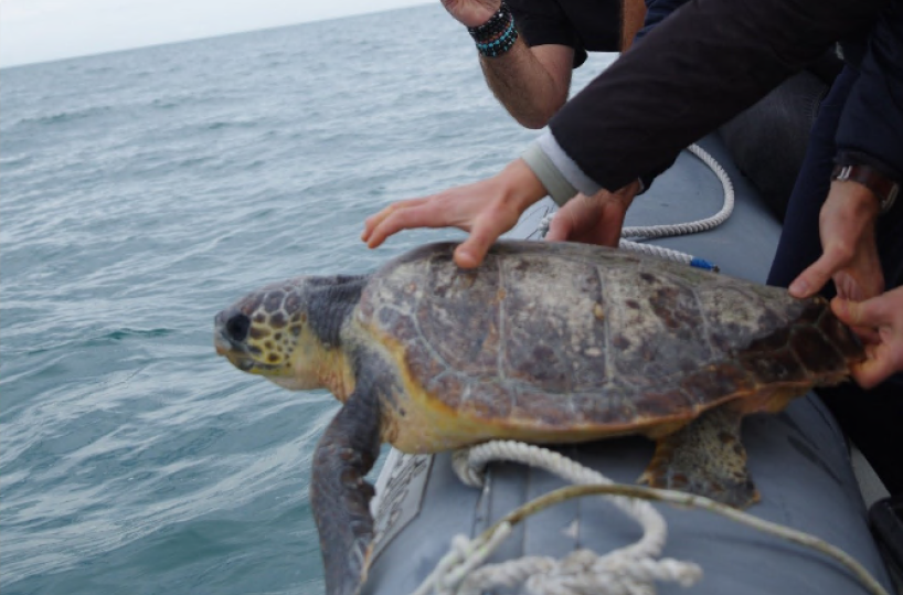 Trani, liberata in mare la millesima tartaruga salvata: un record che sa di responsabilit&agrave; e amore per l'ambiente