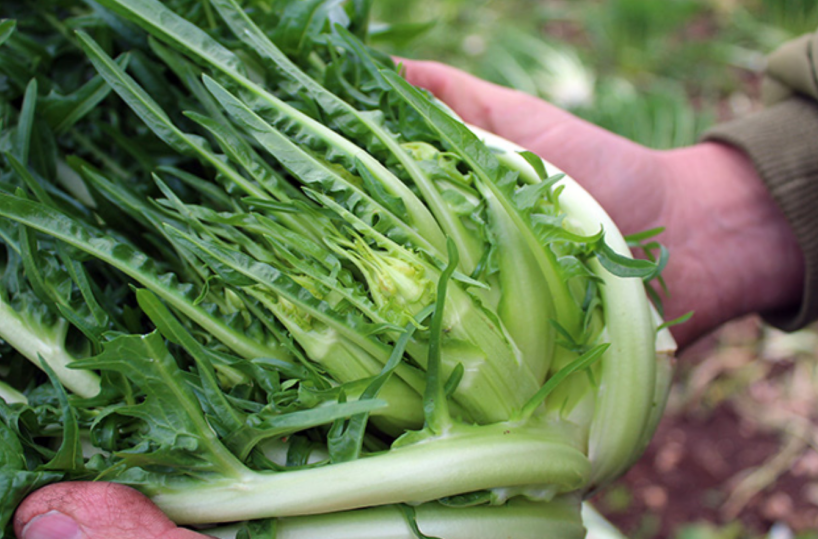 Molfetta valorizza la sua &laquo;puntarella&raquo;: il riconoscimento Igp &egrave; sempre pi&ugrave; vicino