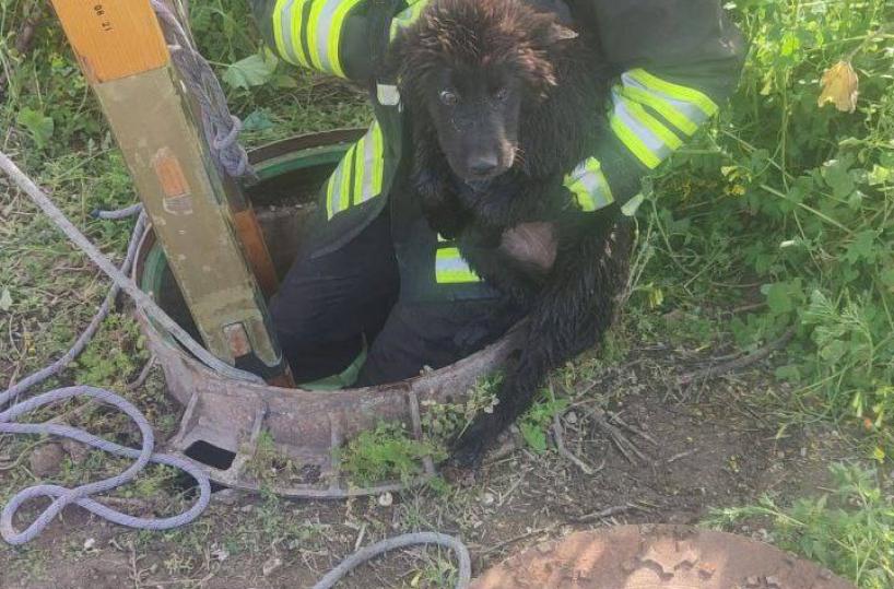 Cane cade in un pozzo a Trinitapoli, salvato dai Vigili del Fuoco