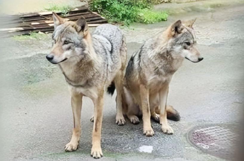Due lupi a spasso in pieno giorno a Supersano, nel Salento. Il monito: &laquo;Fate attenzione&raquo;