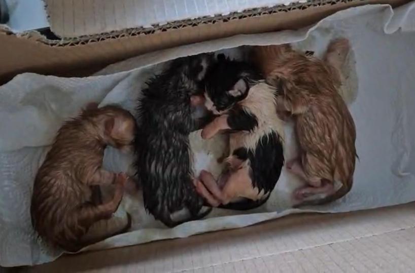 Gattini abbandonati in una scatola al cimitero di Presicce-Acquarica: salvati dai volontari. &laquo;Hanno bisogno di una mamma&raquo;