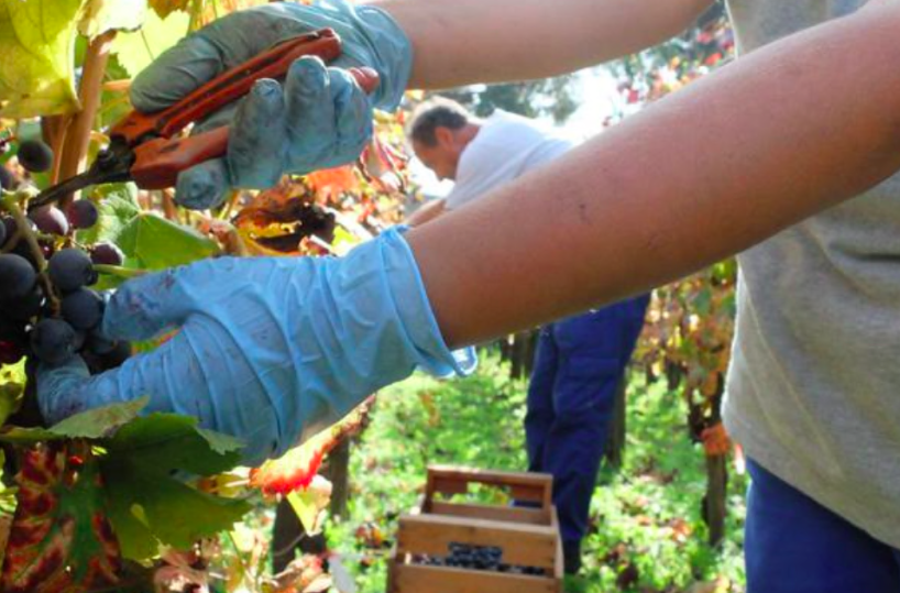  Progetto &ldquo;ReGeViP&rdquo;, quei vitigni custodi dell&rsquo;identit&agrave;