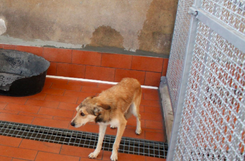 Taranto, canili e soccorso dei randagi: affidati gli appalti per 1,7 mln