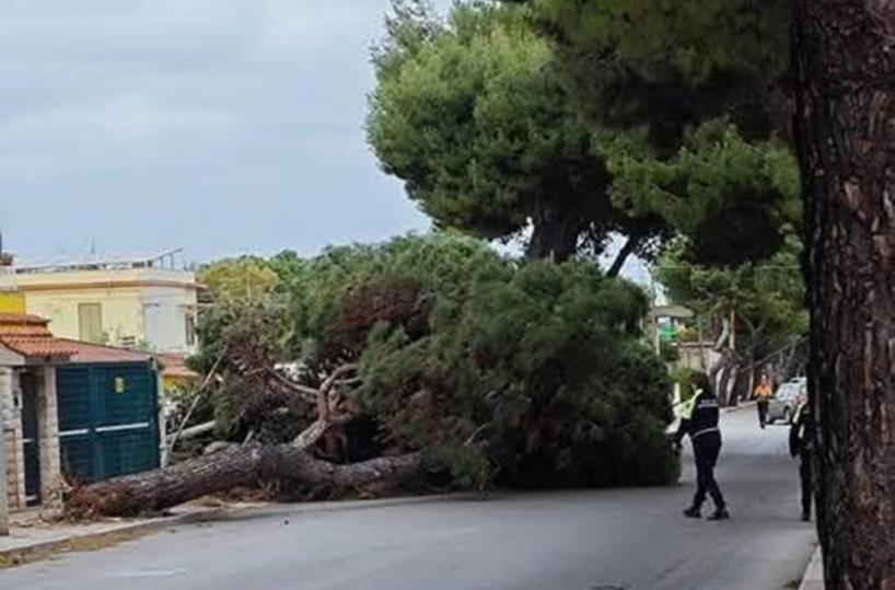 Ecco chi era Alicia la bimba morta schiacciata dall&rsquo;albero a Bisceglie: una vita spezzata a 12 anni