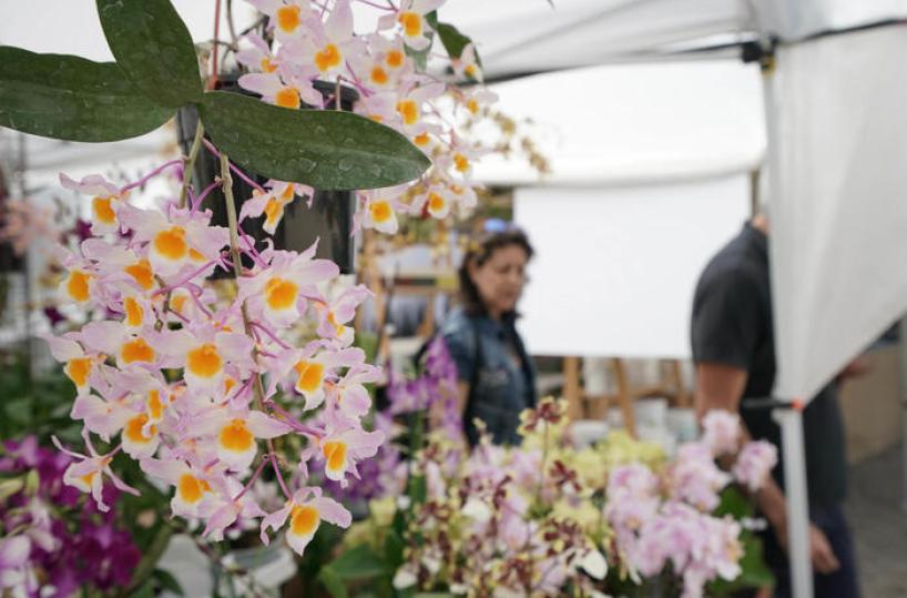 Guerra in Iran, anche gli imballaggi impennano: &laquo;Il florovivaismo &egrave; in difficolt&agrave;&raquo;