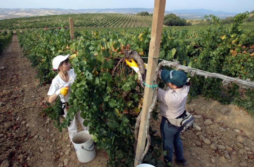 Da Bruxelles 15,5 milioni per ristrutturare dei vigneti in Toscana