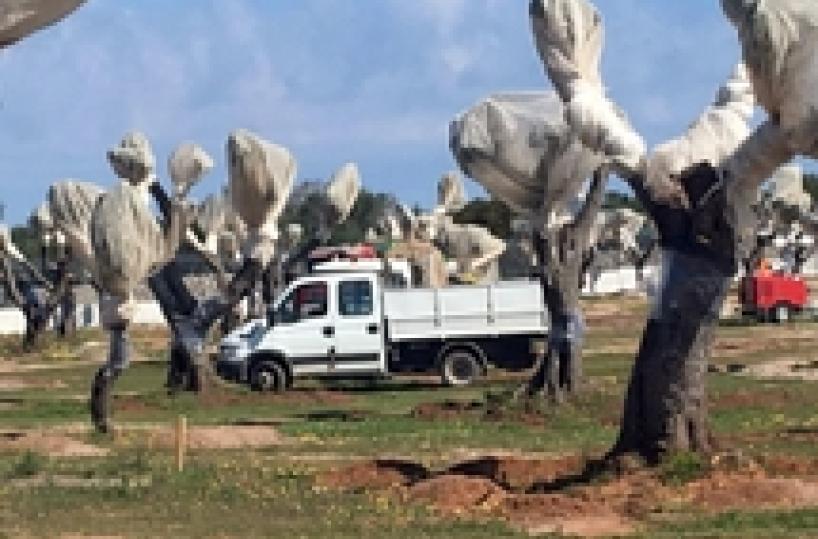 Molotov cocktail thrown into TAP olive-tree removal firm