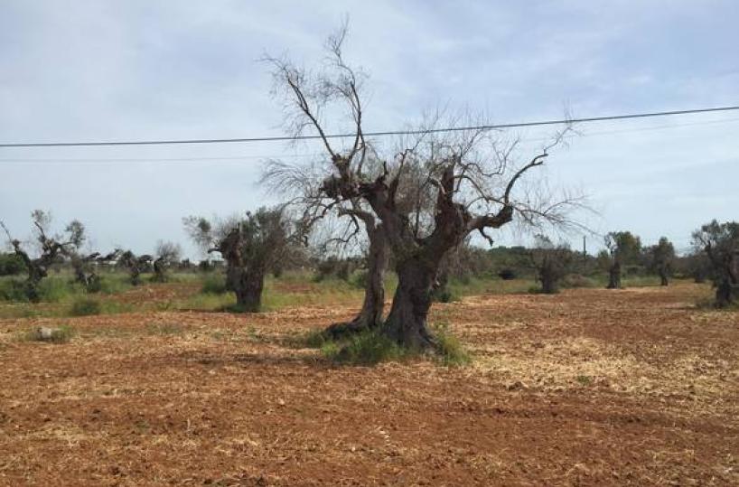 Xylella: Andriukaitis contro blog Grillo, 'zero fake news'