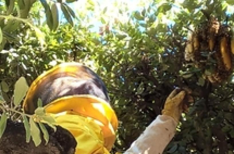 Punto da vespe,muore anziano a S.Vincent