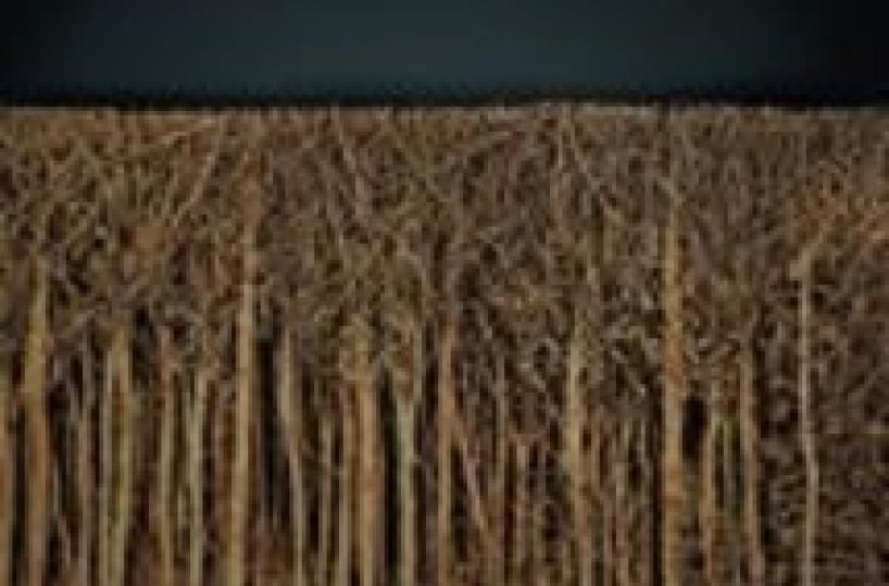 Le foreste di Eva Jospin ai Diamanti