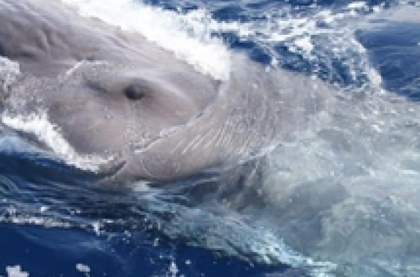 Capodogli Hide e Onda nel Mar Ligure