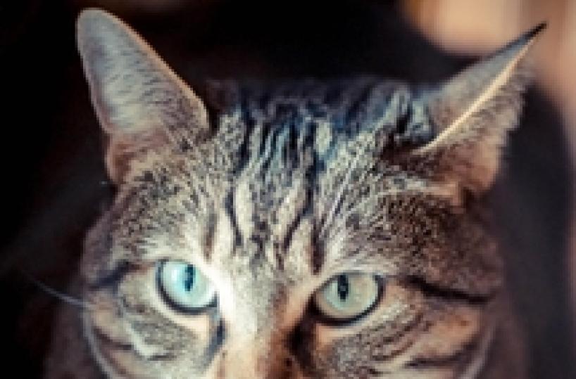Mayor in Abruzzo bans feeding stray cats