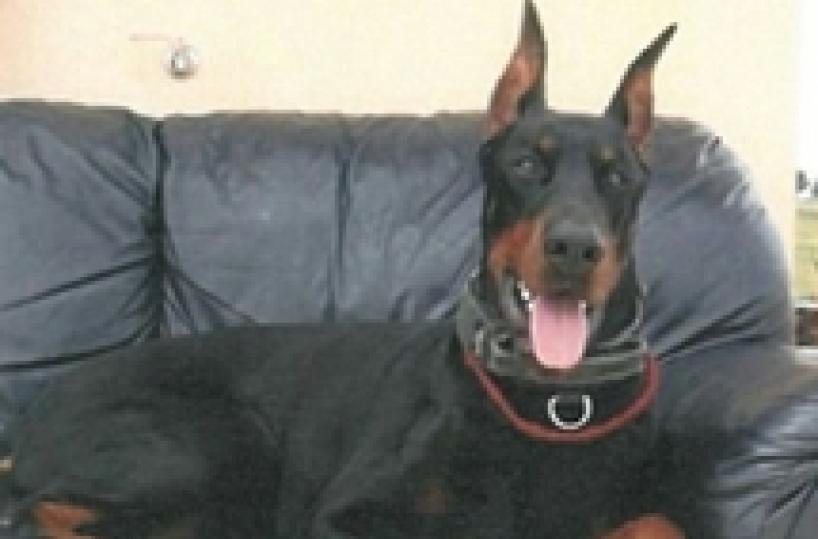 «Quel cane superstar è mio»Lite giudiziaria per un dobermann