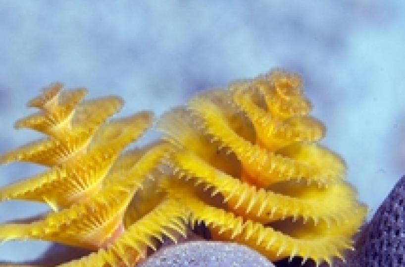 Le meraviglie del mare, sos ecologista