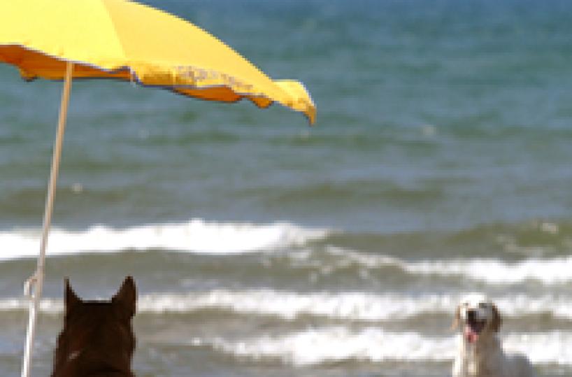 Abbandona il cane in metro a Milano