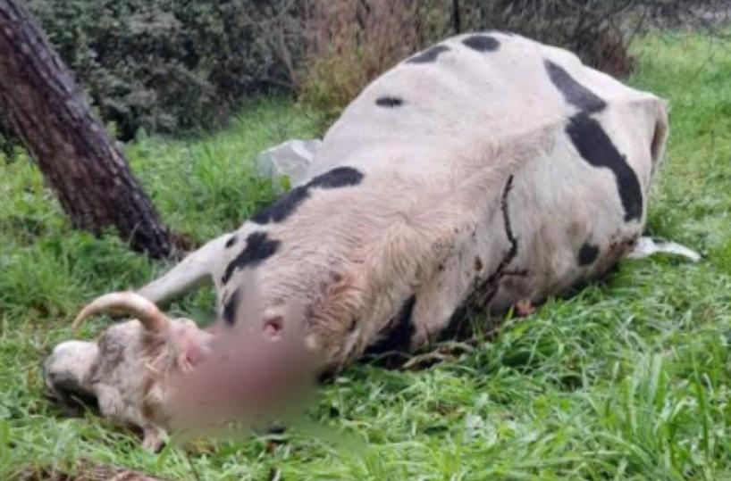 Attacchi di lupi e cani selvatici: è allarme in Puglia