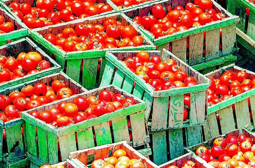 Pomodoro, scacco alla Cina  ma meno prodotto foggiano