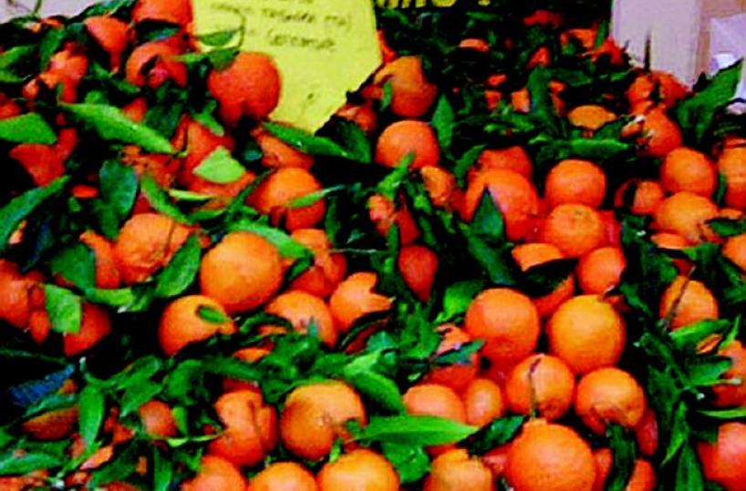 Agrumi tarantini, i produttori rilanciano