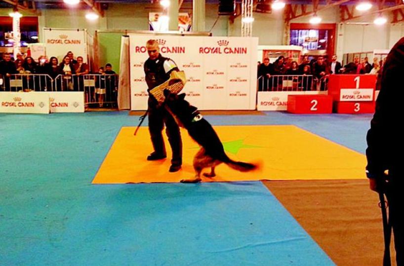 Settemila appassionati all'esposizione canina