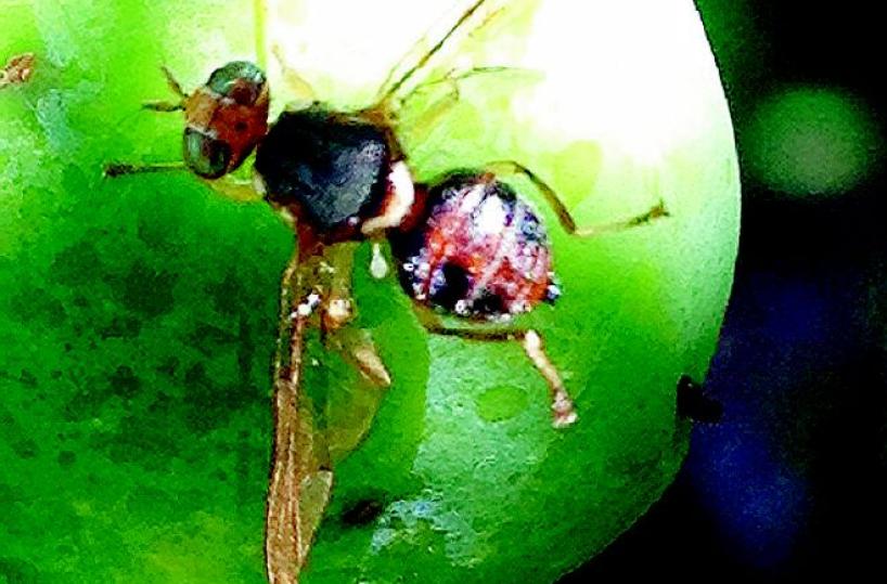 Frantoi già chiusi crolla la produzione