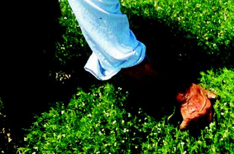 Prodotti «Igp», la lenticchia di qualità parla lucano