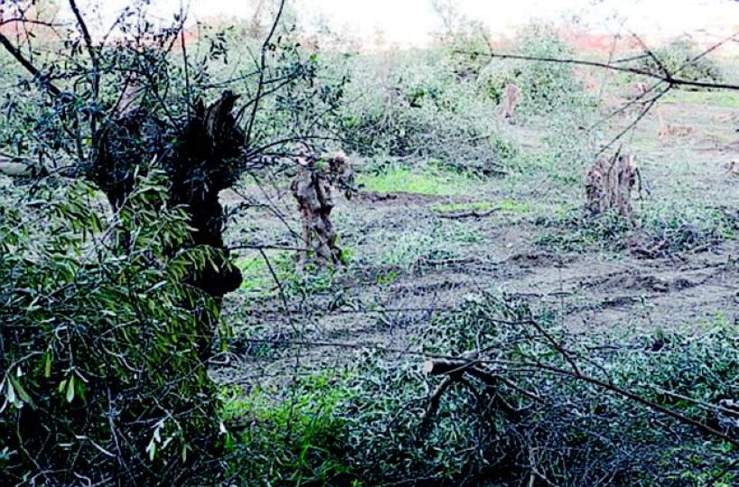 Ex Cartiera di Barletta la strage degli ulivi 