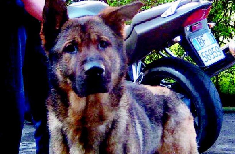 Falso e truffa, assolti finanzieri e veterinari