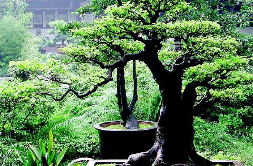  Foggia, dal 7 al 9 aprile ritorna il «Nature show»