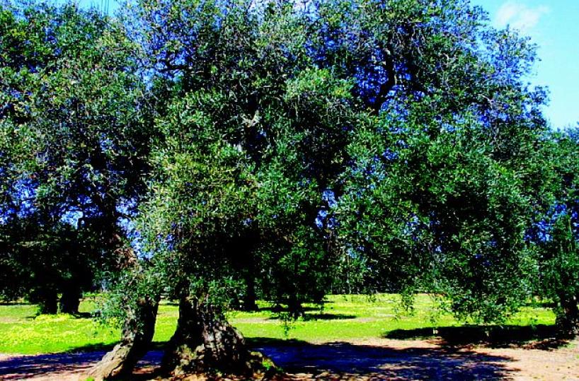 Puglia, 100mila ulivi sani vengono sradicati ogni anno