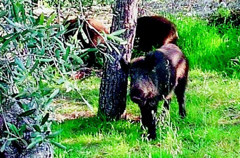 Le gabbie e la filiera della carne contro l'assalto dei cinghiali