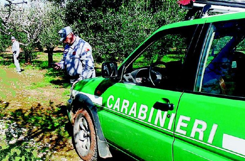  Xylella, agli agricoltori rimborsi raddoppiati