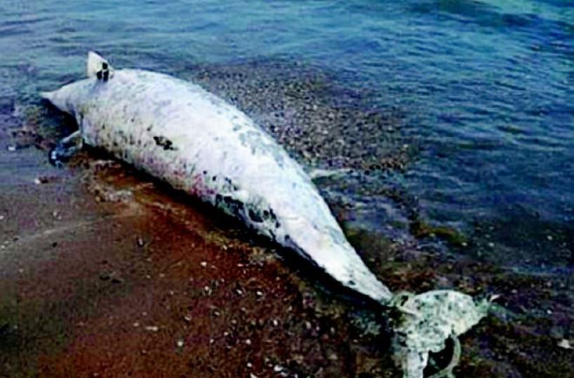 Spiaggiato un delfino con la coda imbrigliata