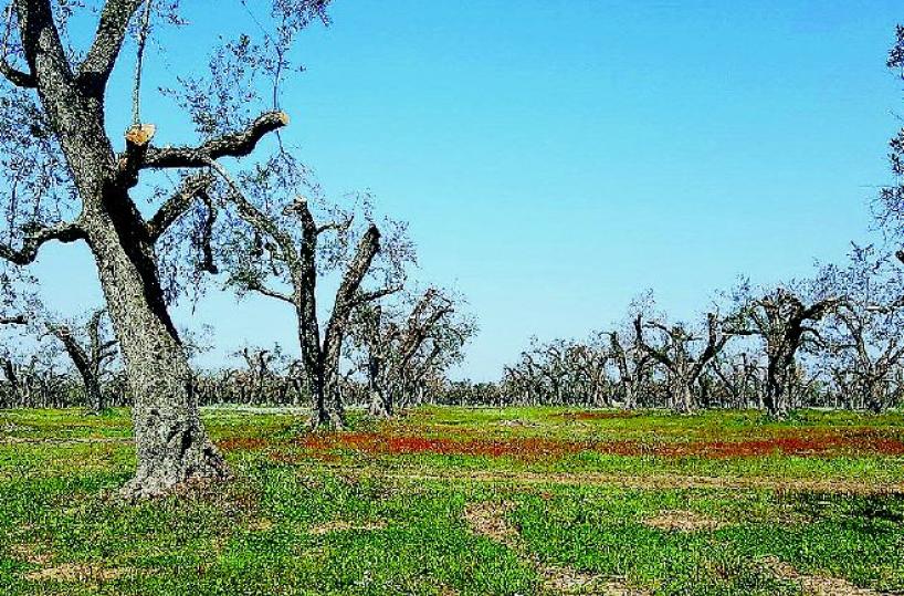 Xylella, il Nobel Valentini e altri studiosi a confronto