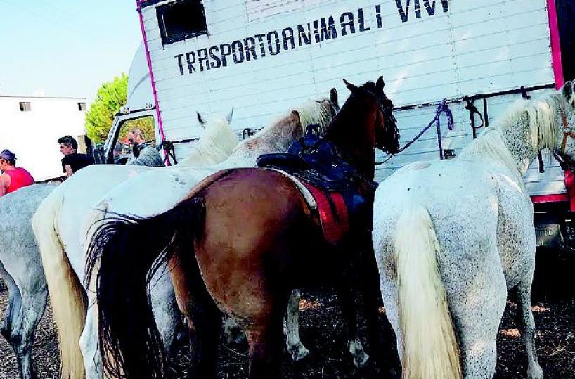«Animali maltrattati» Polemiche sulla fiera