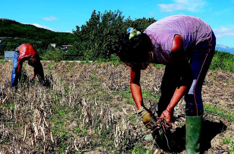  Era al primo giorno di lavoro la bracciante morta a Ginosa
