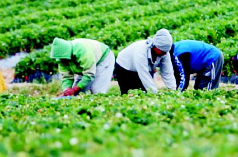 Nardò, stop al lavoro dei braccianti nei campi se fa troppo caldo