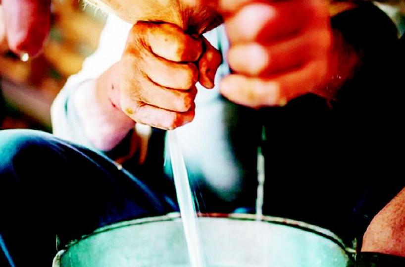Produrre il latte lucanoè un'impresa «a perdere»