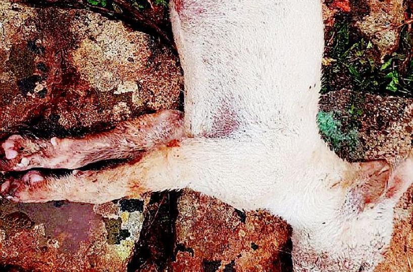 Cucciolata di cani randagi avvelenata da lumachicida