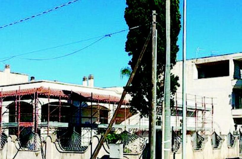 Spariscono venti lecci È polemica a Nardo'