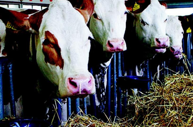 Mozzarelle «dop»allevatori entusiasti 