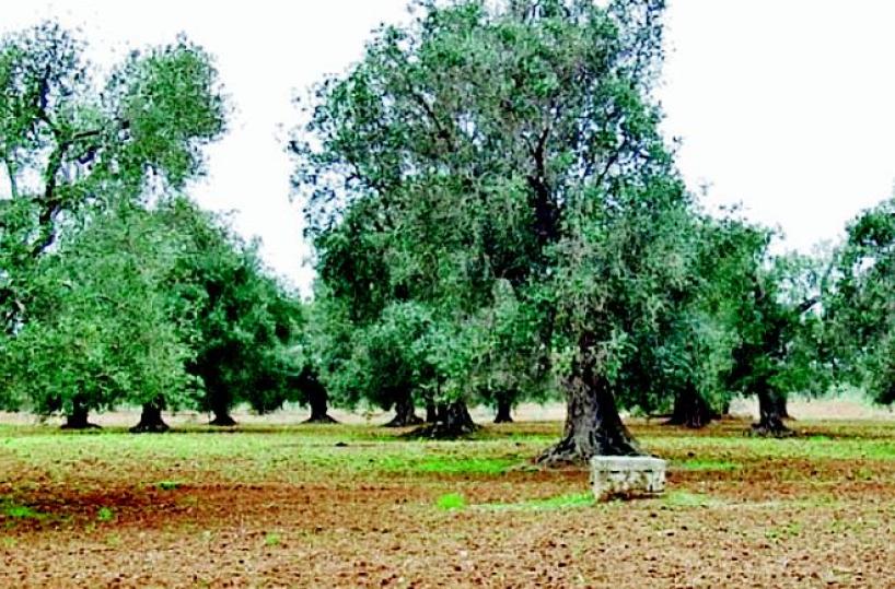 Il batteriologo Scortichini:«Con rame e zinco ulivi salvi»