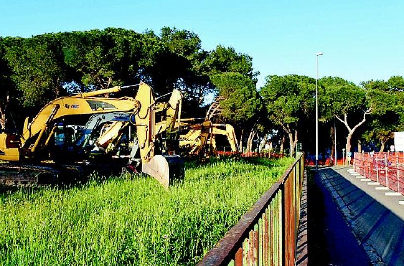 Uuna catena umana per difendere gli alberi