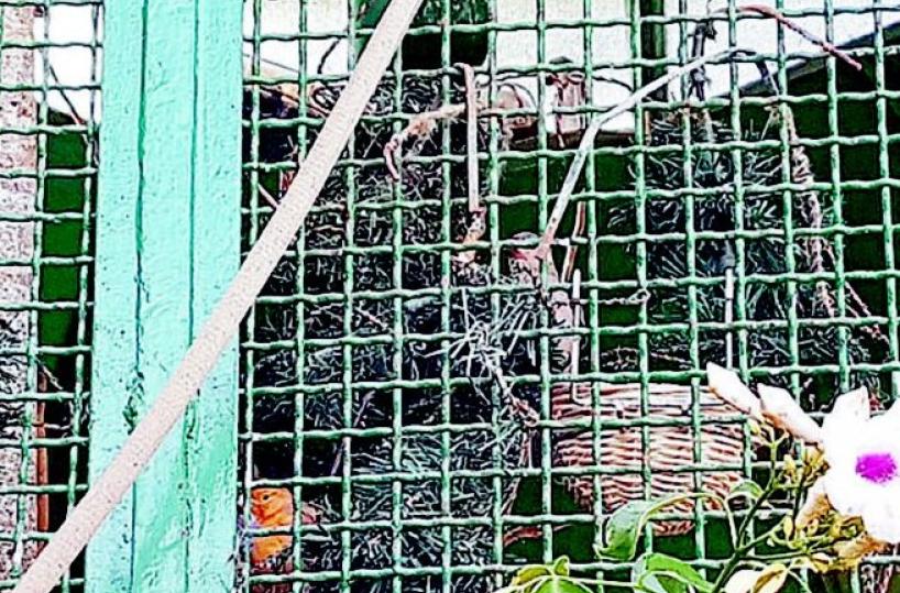 Trani, dopo l'annunciata chiusura riaprono acquario e voliera