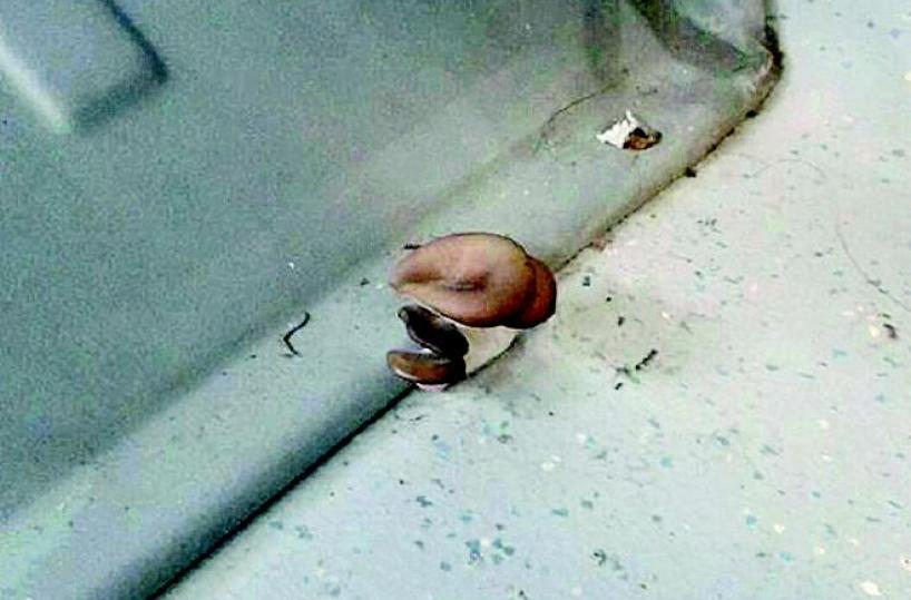 Potenza, sugli autobus spuntano i... funghi